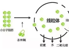 减肥这么久，你知道脂肪是如何形成和消耗的吗